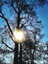 Low angle view of tree at sunset