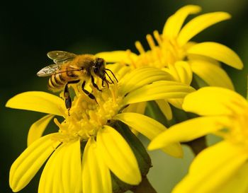 Macro shot of honey bee feeding on yellow flower