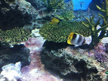 Fish swimming in sea