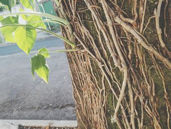 Close-up of plant growing on tree trunk