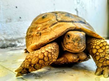 Close-up of turtle on floor