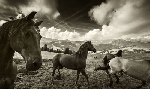Horses on field against cloudy sky