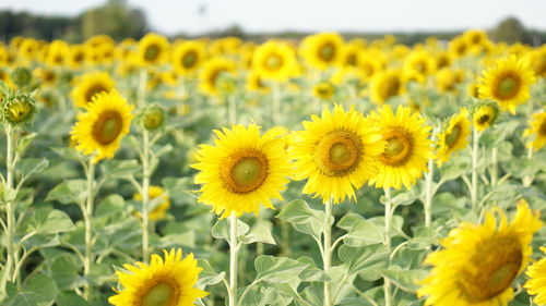 Close-up of sunflowers in field