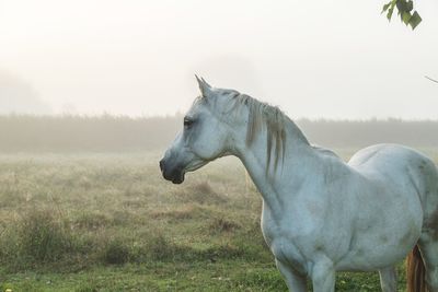 Horse on field against sky