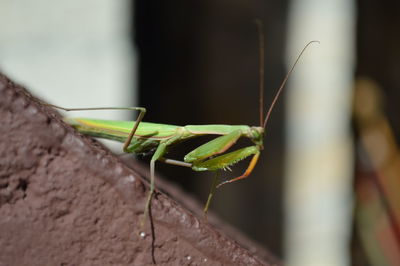 Close-up of grasshopper