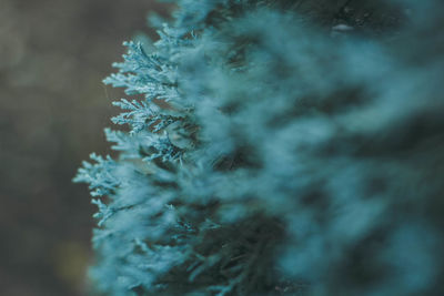 Close-up of pine tree during winter