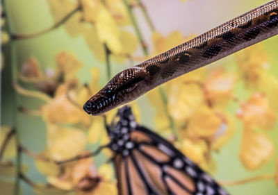 Close-up of insect on leaf