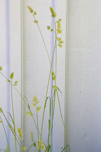 Close-up of white flowering plant against wall