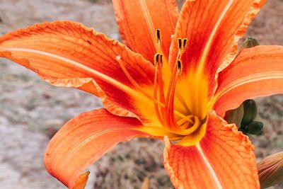 Close-up of orange flower blooming