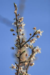 Low angle view of flowers blooming on tree