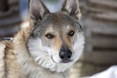 Close-up portrait of a dog