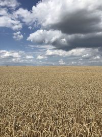 Scenic view of agricultural field against sky