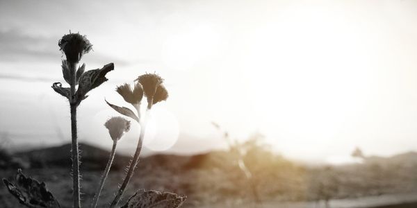 Close-up of flower growing in field against sky