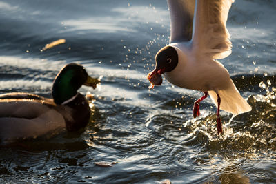 Two birds flying over lake