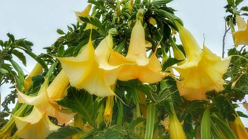 Low angle view of sunflower