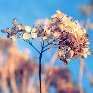 Close-up of flower tree against sky