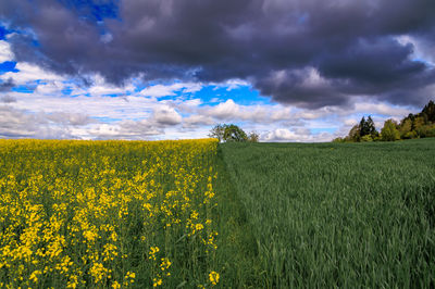 landscape