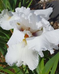 Close-up of white flower