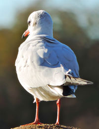 Close-up of seagull perching