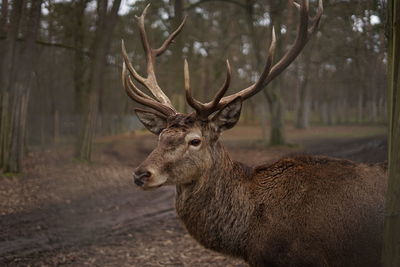 Deer in a forest