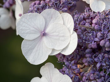 Close-up of fresh white hydrangea flower