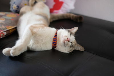 Close-up of cat lying on sofa at home