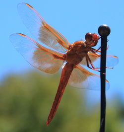 Close-up of dragonfly on plant stem