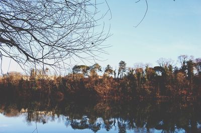 Scenic view of bare trees against clear sky