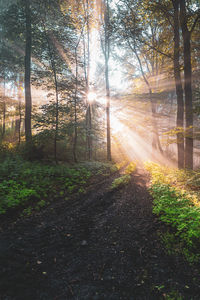 Sunlight streaming through trees in forest