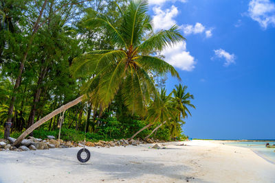 Palm trees on beach against sky