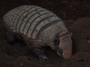 Close-up of turtle