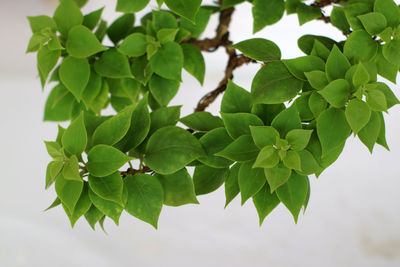 Close-up of green leaves on plant