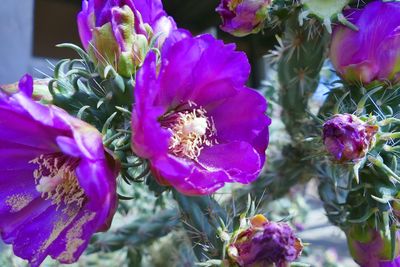 Close-up of pink flowers