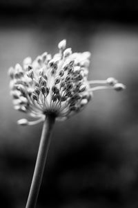 Close-up of flowering plant