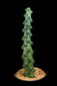 Close-up of succulent plant against black background