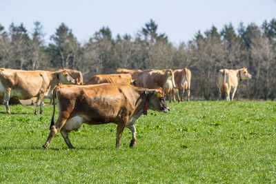 Horses grazing in a field