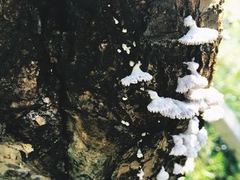 Close-up of snow on tree trunk