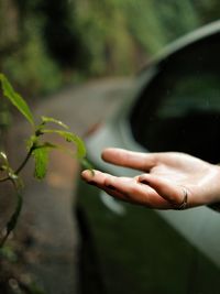 Cropped hand of woman holding plant