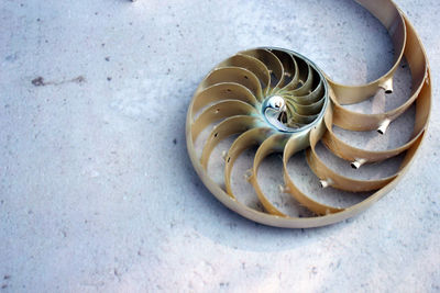 High angle view of shells