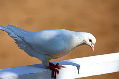 Close-up of seagull perching