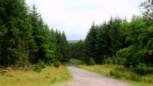 Empty road along trees in forest against sky