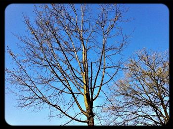 Low angle view of bare trees against sky