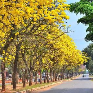 Road along trees