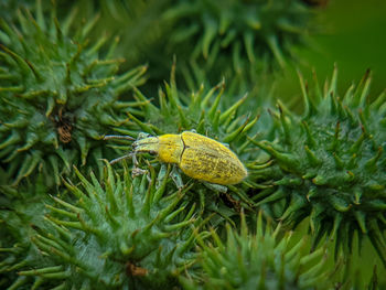 Close-up of insect on flower