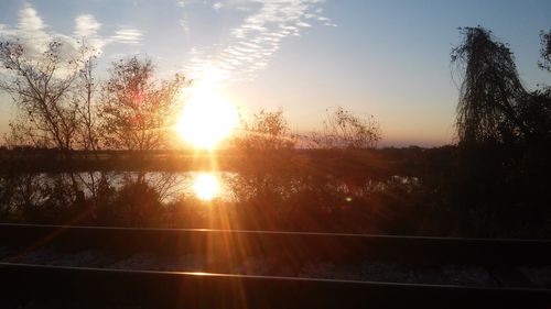 Sun shining through trees