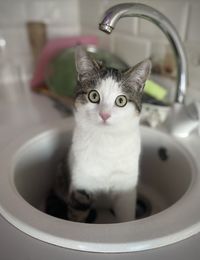 Close-up of cat sitting in sink