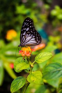 Close-up of butterfly pollinating flower