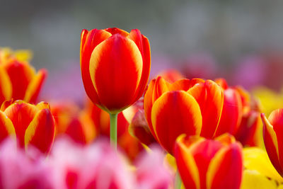 Close-up of red tulips