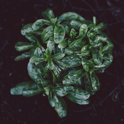 High angle view of leaves