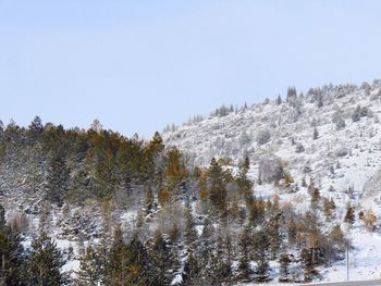 Trees on snow covered landscape against clear sky